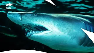 Tiger Shark Attack: The Underwater Predator Caught on Camera | Deadly By Nature | Animal Planet