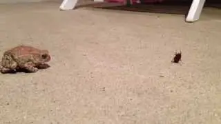 Frog Eating Bug HD