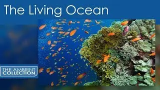 The Living Ocean - A Relaxing Journey Through the Tropical Indo-Pacific