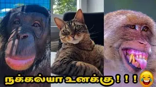 நக்கல்யா உனக்கு!!! 😂||#tnkaipulla #funny #comedy #tamil #kid #trending #cat #dog #animals #pets