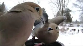 Mourning Dove battle
