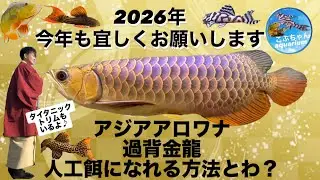 アジアアロワナ過背金龍、トリムプレコ餌やりのコツとは？2026年新年初動画