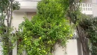##nature #greenlove #gardening #creeperworld #creeperplants #greenscreen #yellow #flowers