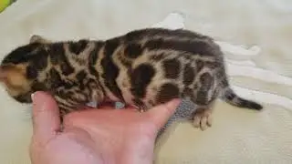 Rocket Cazpurr
