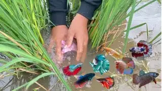 Unexpected This Trap Work Perfectly To Catch Wild Betta Fish in The Rice Field!