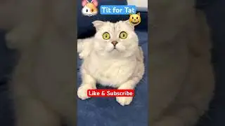 Tit for Tat 🐹 #cat #funny #funnycats #shorts