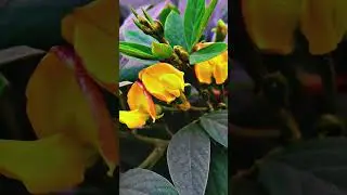 #pigeon#pea#flowers#creative#videography#trending#viral#shorts#video