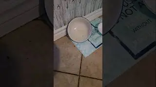 Just cleaning my dogs food area... Oops! #aquarius #aquariusproblems #clumsy #fail #failsvideo #pov
