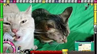 Mario Maker 2 Viewer Levels/Troll levels feedback/critique VOD