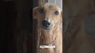 SHE IS MY DOG, AND HER NAME IS TUKMOL 🐾🐶🐕 #shortvideo #shorts #dog #doglover #dogshorts #doglife