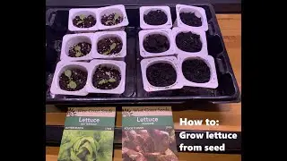 Grow Lettuce Indoors from Seed: Tips to save money and garden year round