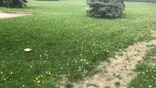 Beautiful Summer 2021 In Canada