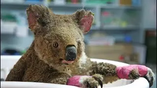 Close to $1M raised for Australian wildlife caught in bushfires