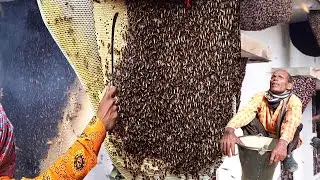 Honey Harvesting Honey - Bee Master in Taiwan Ep- 490 By @Sarvaivel_Rad #honeybee #bees #honey