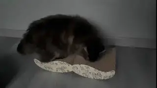 Bubimex Griffoir Moustache Chat