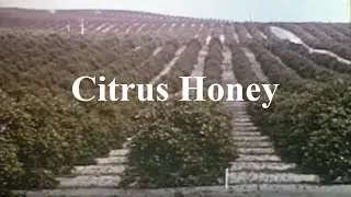 Florida Citrus & Honey Industry Vintage Film