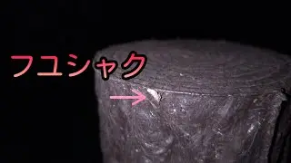 手すりにいるある物がない生物を探してみた！【フユシャク】