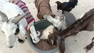 Aje zam zam bemar ho gye