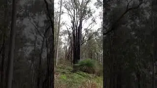 Cal To Col Twenty Three #nature #foresthikes #naturehike #bibbulmun