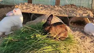 Bunny Dinner Time