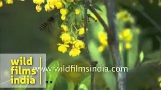 Berberis aristata in Himalayan spring-time flower, with bees
