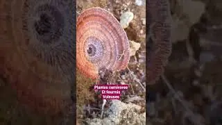 Relation entre plantes carnivores et des fourmis #nature #canada #crystals #carnivore #hunting