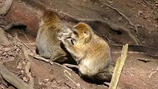 #animalphotography #cute #meme #monkeylove #travel #photooftheday #monkeymemes #primates #monkey