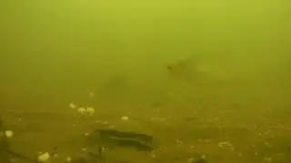 Brandesburton Burshill A Pond underwater video.