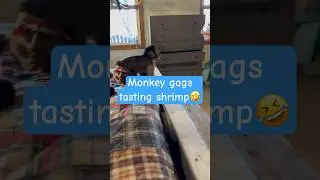 Rooster says no way to shrimp🤣 #spidermonkey