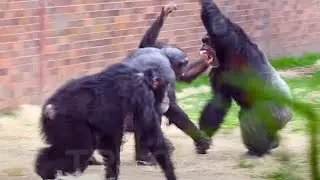 Chimpanzee Fight As Females Case The Alpha Male