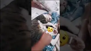 SHE THOUGHT THE CAT WAS DEAD