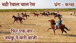 जमकू ने मारी बाज़ी | बडी रेवाल चाल रेस | ध्रंग - कच्छ | Single Footer | The Hunter
