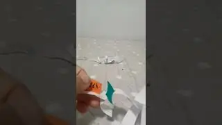 Papagaio-rexis est&aacute; no prime...