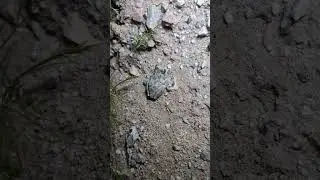 California Tree Frog | 2024 Year List