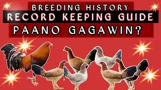BREEDING HISTORY & BOOK RECORD KEEPING GUIDE. #jerselchickenbreeders #breedingGUIDE
