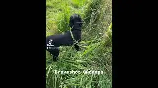 Braveshot Gundogs Jai