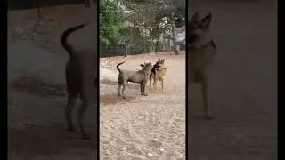 American Bandogge VS German Shepherd