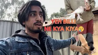 Farm Pe Aaj Sab Kuch Hua 😢 | Dogs Feeding, Kabutar Incident | Sabrigoatfarm Daily vlog