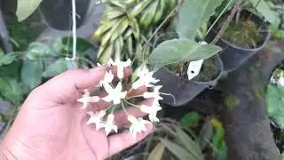 hoya versteegii#short #subscribe #aroidindonesia #sppapua
