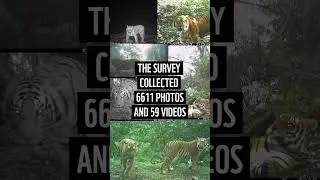 #GlobalTigerDay 🐅🧡