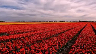 Tulips in the Noordoostpolder | Spring 2025