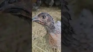 Noble gray chickens