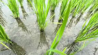 60 DAYS | RABI 2025 -26  | BPT 5204 | PADDY CULTIVATION | PRR | FARMLAND |