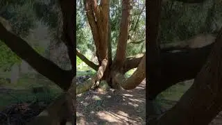 Very Old Tree at the Church