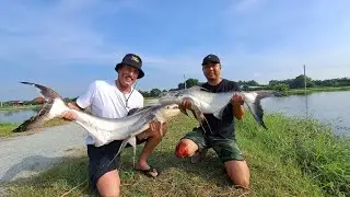 Predators Snakehead Chaophraya Catfish Barramundi Fishing Thailand 2024-BKKGUY