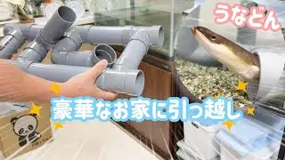 家が狭いのでうなぎ史上最高に豪華な新しい家を飼い主にお願いしてみたら、、