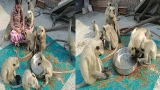 😍 Aaj To Languron Ne Chhappad Faad Khaya! 🐒 Rooftop Feeding Video 2025