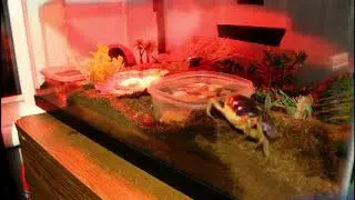 Jason Herbie, the Halloween Moon Crab