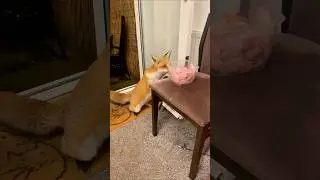 Ms Fidget 🦊🙂