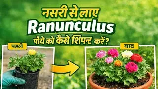 Nursery se lay Ranuculas plant ko kaise shift Karen? 